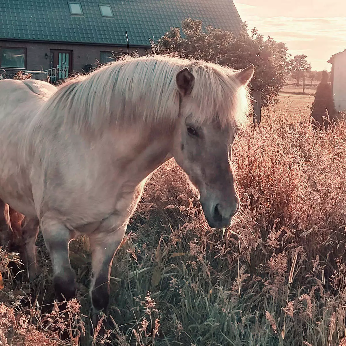 reitpaedagogik-gallerie-4